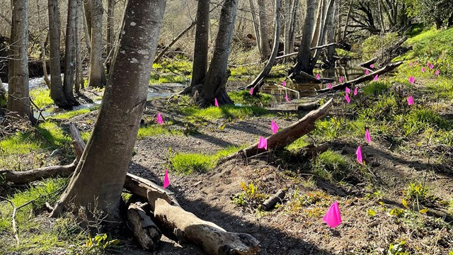 Dozens of small pink flags have been placed in the sand along a tree-lined creek.