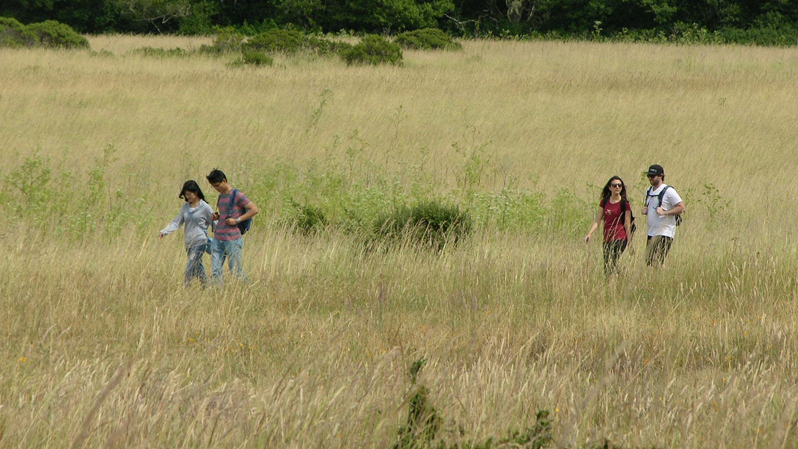 Two couples hiking through a meadow near the Bear Valley Trailhead.