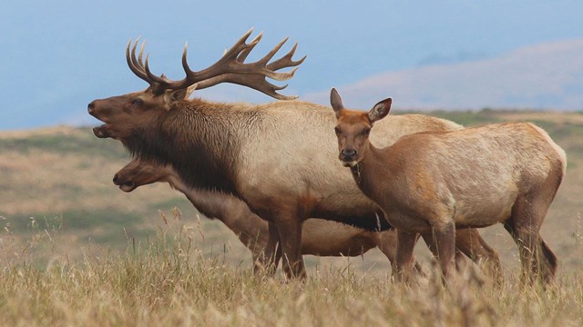 A bull tule elk flanked by two female elk.