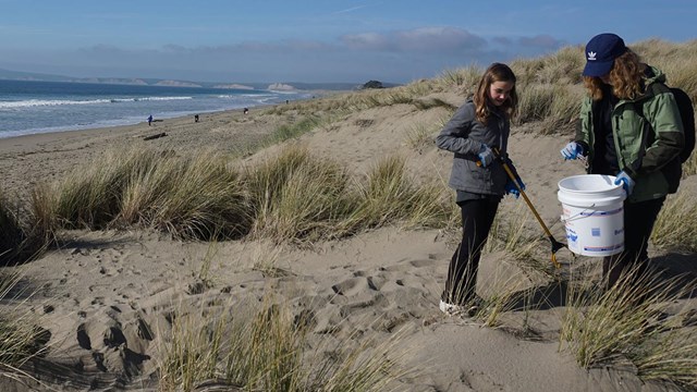 A woman holding a bucket and a girl with a trash grabber pick up litter in a coastal sand dune.