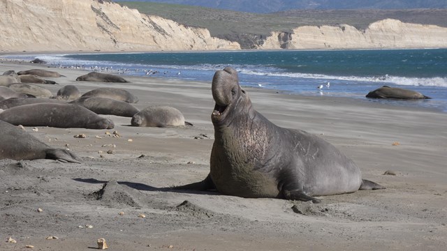A male elephant seal rears up as a host of other seals sleep on a beach around him.