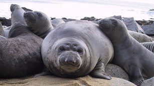 Weaned elephant seal pups, aka "weaners". NPS photo.