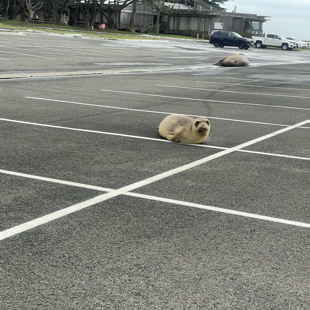 A small seal lays in a standard striped parking lot, facing the parking lot. 