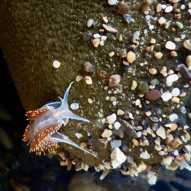 Small orange, blue and white sea slug making its way up a sea anemone.