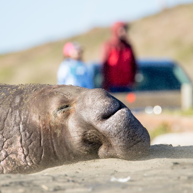Elephant seal with a large proboscis sleeping on the beach as people look on.