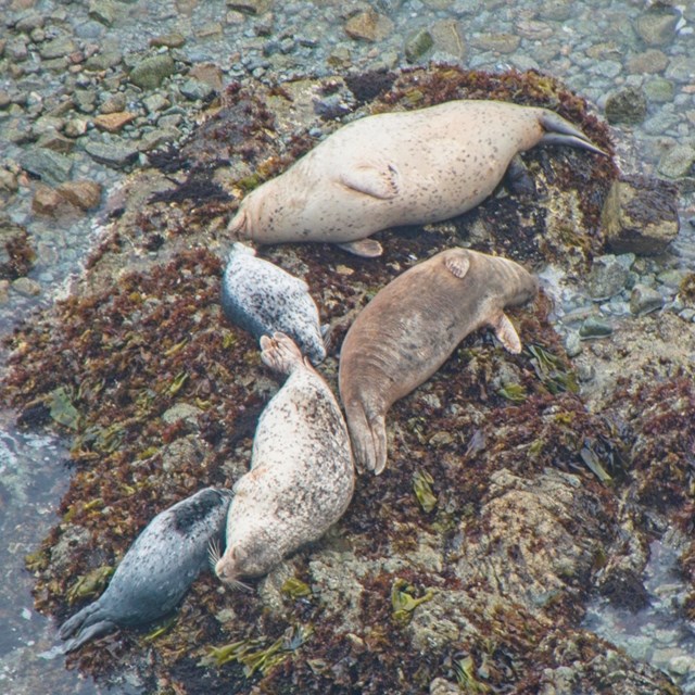 Three mottled seals and two seal pups lay on a wet rock in the intertidal zone. 