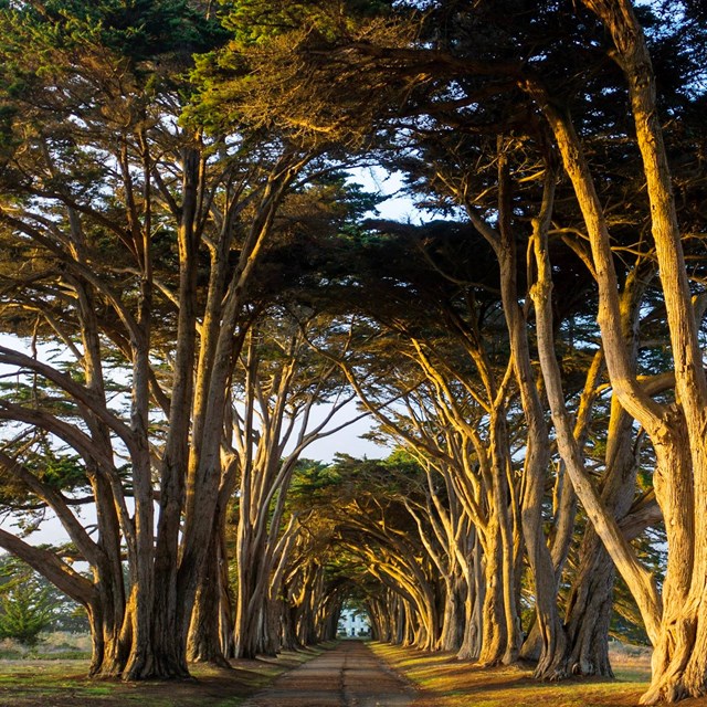 Two rows of cypress trees form a tunnel over a single lane road.