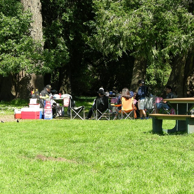 Picnickers at tables where a grassy meadow transitions into trees.