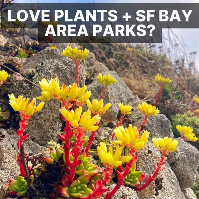 Bright red stalks topped with yellow flowerheads emerge from the bases of green and red succulent.