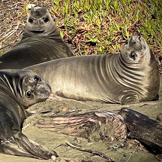Four weaned elephant seal pups hang out together, full of wrinkles and mischief.
