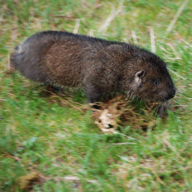 A small but chubby, brown-furred, tailless rodent runs over grass-covered ground.