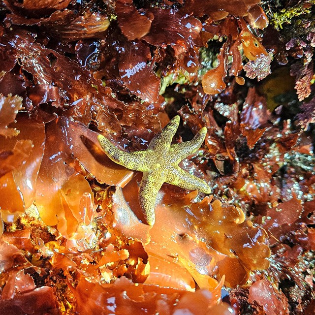 Small, delicate-looking sea star illuminated by a flashlight beam among algae fronds.