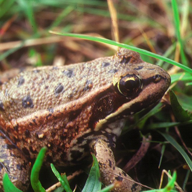 A medium-sized frog with red skin and black spots.