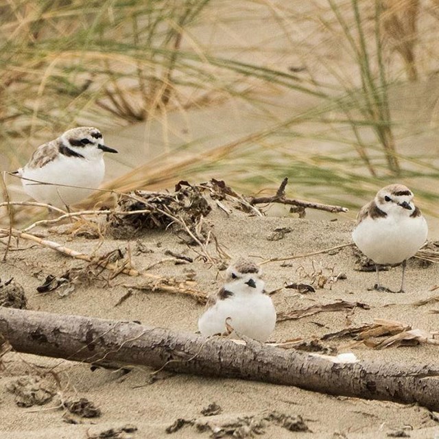 Three snowy plovers at the edge of vegetation on a sandy beach.