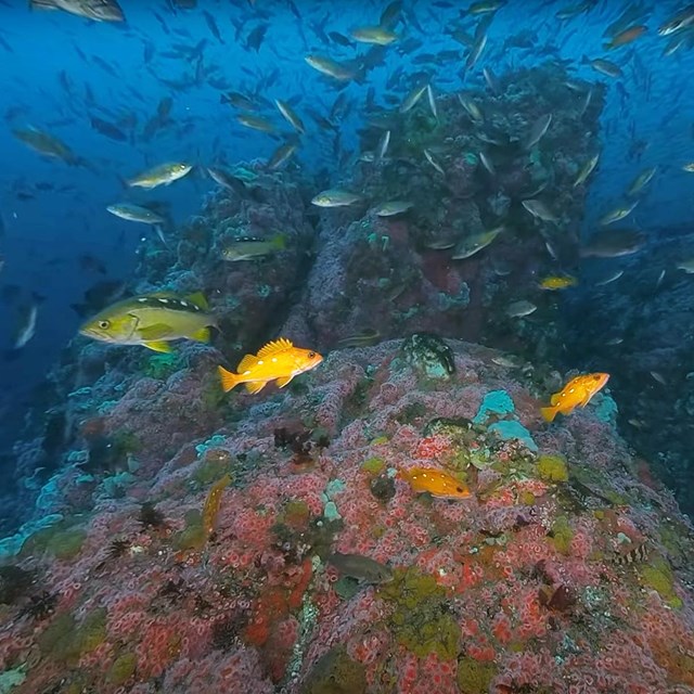 Hundreds of orange, yellow, and silvery fish swim in deep blue water over a reef packed with life.