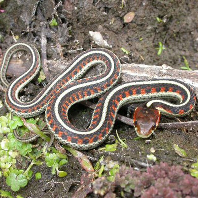 A garter snake with a red head and red and black body with a white stripe running along its spine.