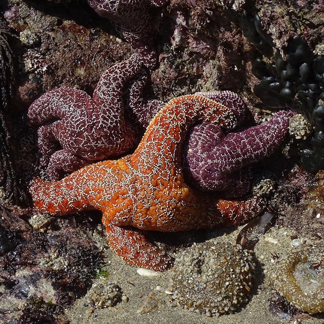 Three orange- and purple-colored sea stars cling to wet rocks exposed at low tide.
