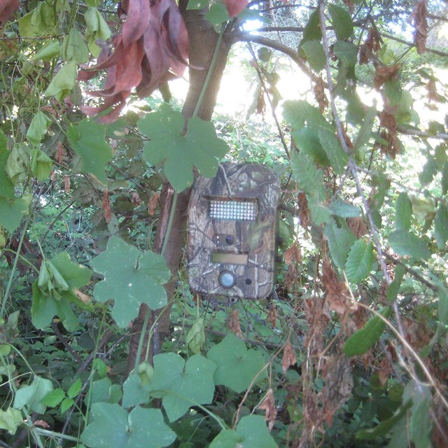 A camera in camouflage-colored box attached to a tree surrounded by green leaves.