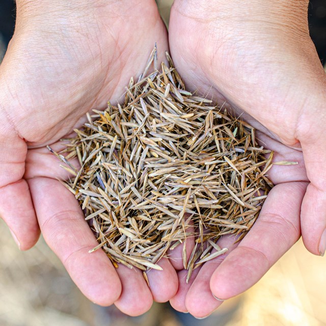 Cupped hands hold many brown seed coverings.