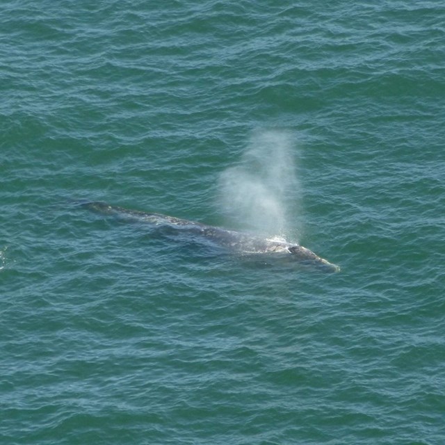A gray whale surfaces and exhales.