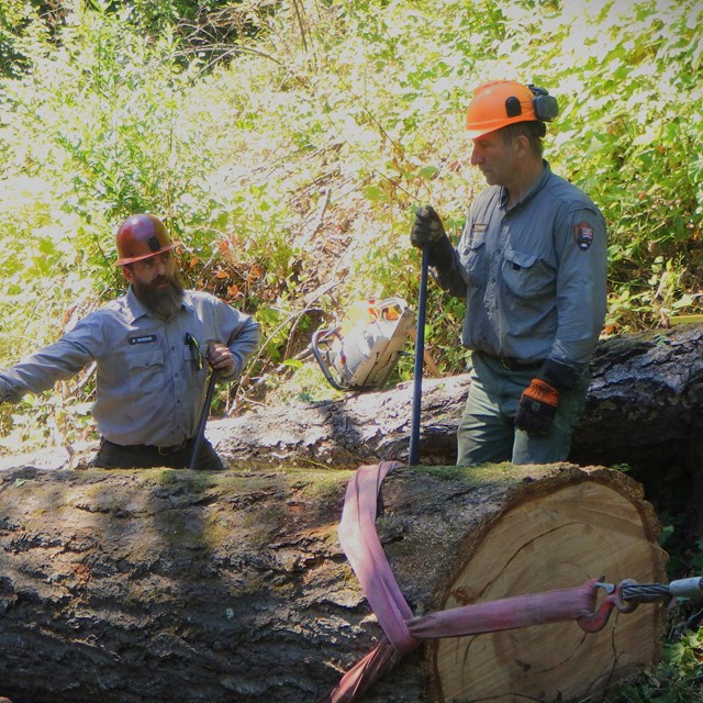 Thee trail workers stand behind a large tree trunk with ropes tied around it. 