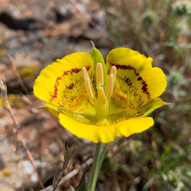 A large yellow flower with three petals with frilly edges and maroon-colored lines.