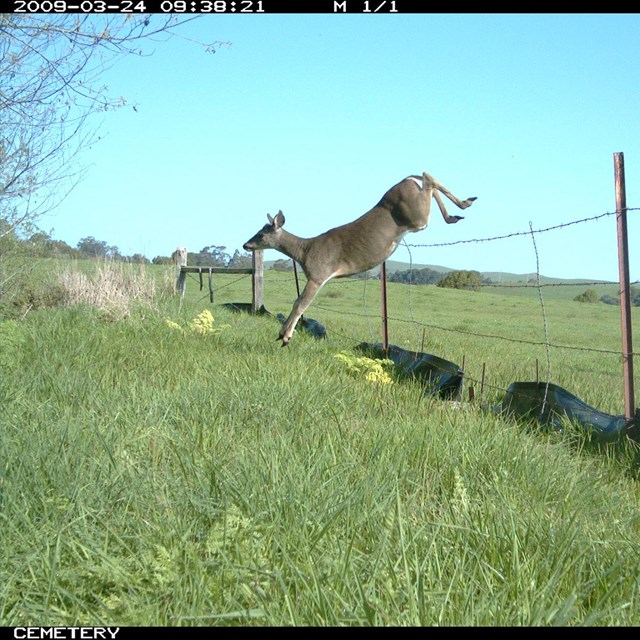 A photo taken by a wildlife monitoring camera of a black-tailed deer jumping over a wire fence.