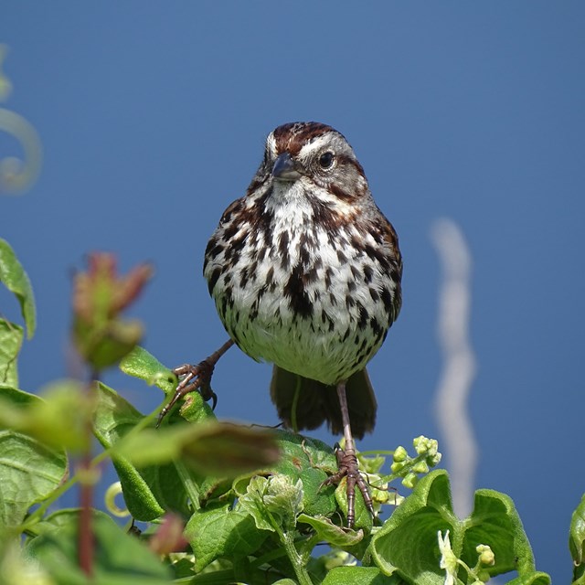 A  medium-sized sparrow with a brown back and a white breast with dark brown spot on its chest.