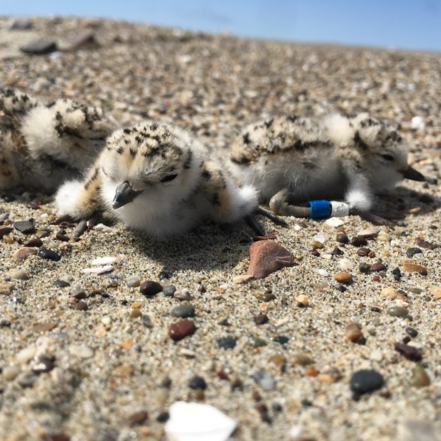 three very small and fluffy snowy plover chicks on a sand beach. One wears a blue and a white band a