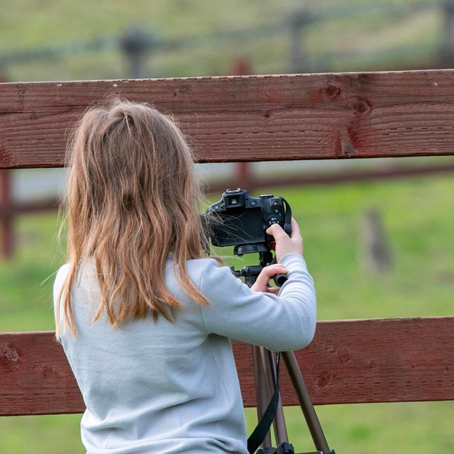 A blonde haired girl takes a photo of a blurred animal in a grassy field through a wooden fence.