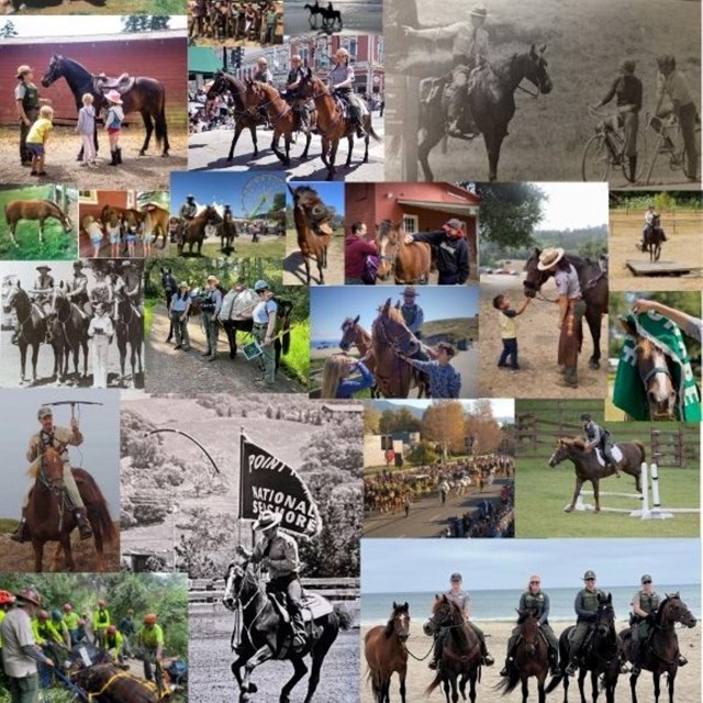 A collage of photos of park rangers, Morgan horses and park visitors through the years.