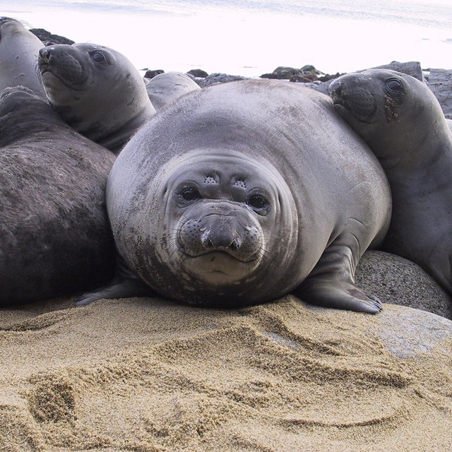 A rotund young gray seal surrounded by other gray seals.