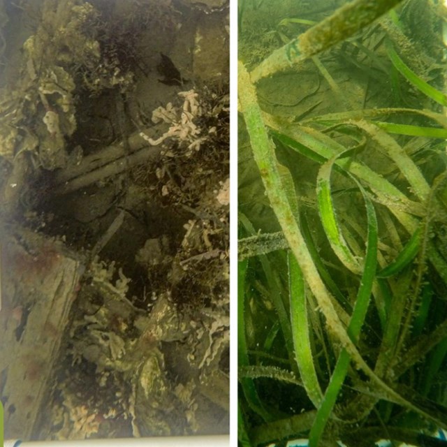 Barren pre-restoration plot on left and eelgrass growing in post-restoration plot on right.