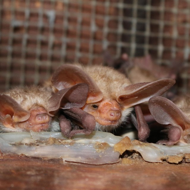 A close-up photo of some blonde-haired bats that have large pink ears roosting in a building.