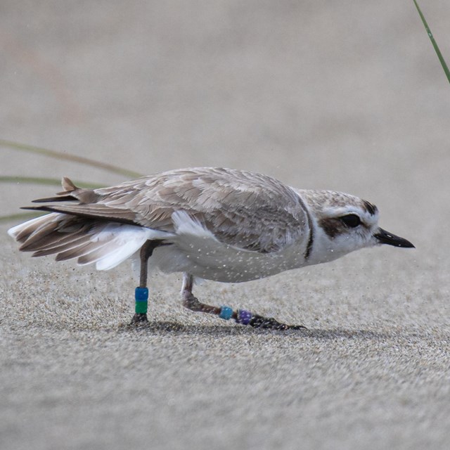 Plover ducking its head and spreading its tail as it moves quickly across the sand.