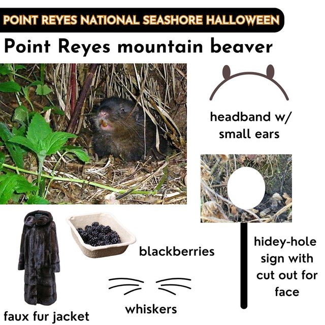 Graphic featuring different components of a mountain beaver halloween costume.