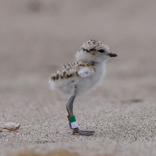 A black-speckled, beige-colored shorebird chick with colored bands around its legs standing on sand.