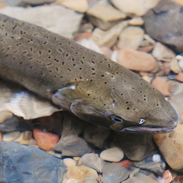 A grayish-green female salmon with small black spots swimming over large pebbles in shallow water.