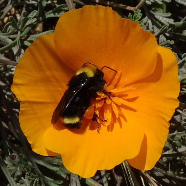 A bumblebee pollinating a four-petalled orange flower.