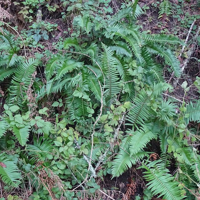 Several clumps of dark green sword ferns growing on a small roadcut among other green vegetation.