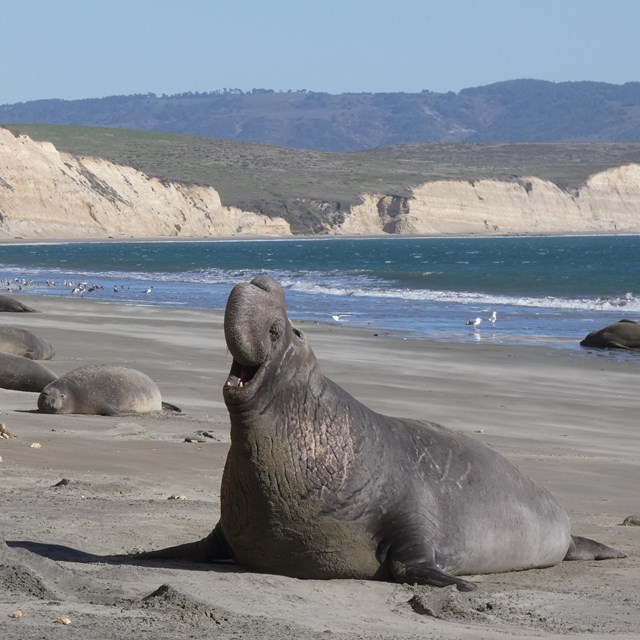 A male elephant seal rears up as a host of other seals sleep on a beach around him.