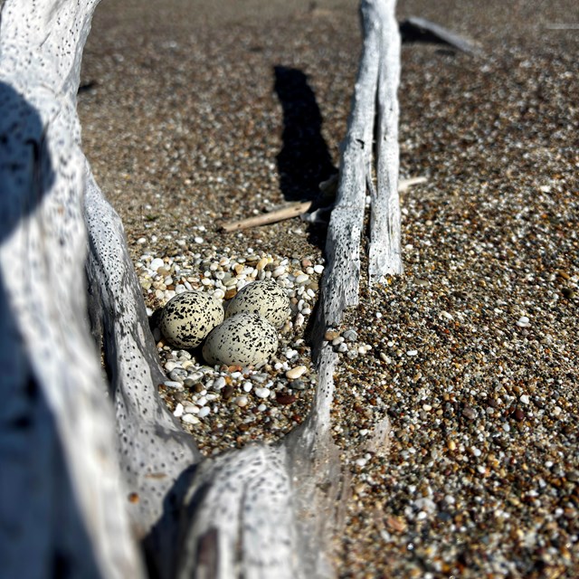 Three black-speckled, tan-colored eggs in a pebble-lined depression in the sand beside driftwood.