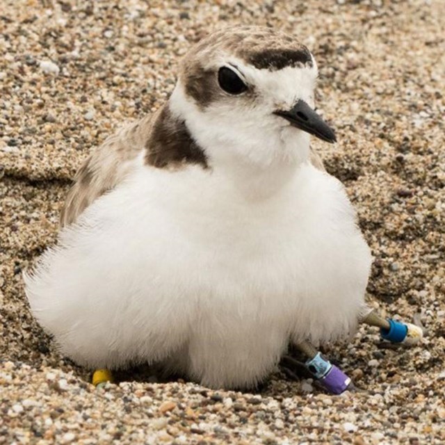 A brown-backed, white-breasted bird sits on the sand with two chicks underneath and one by her side.