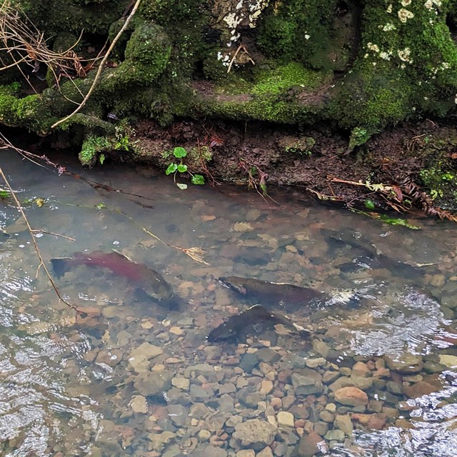 At least four large, olive- and crimson-colored coho salmon in a creek.