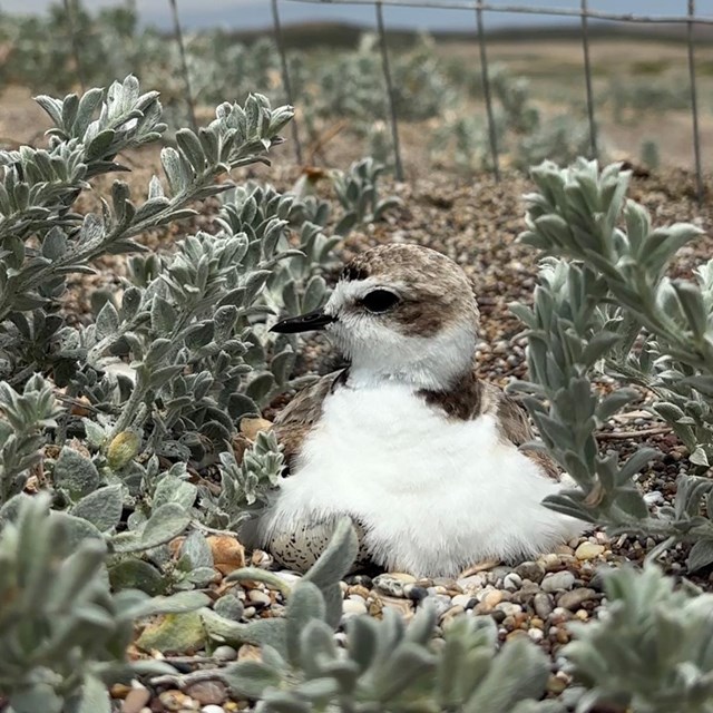 Small white and brown bird is sitting on a tiny speckled egg amidst a nest of beach pebbles.