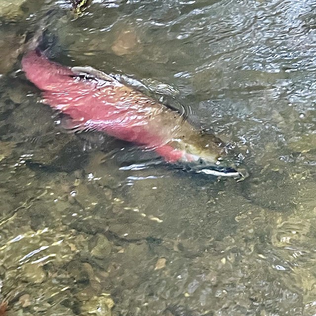 Large pink- and olive-colored fish with a hooked snout and seen swimming up a creek.