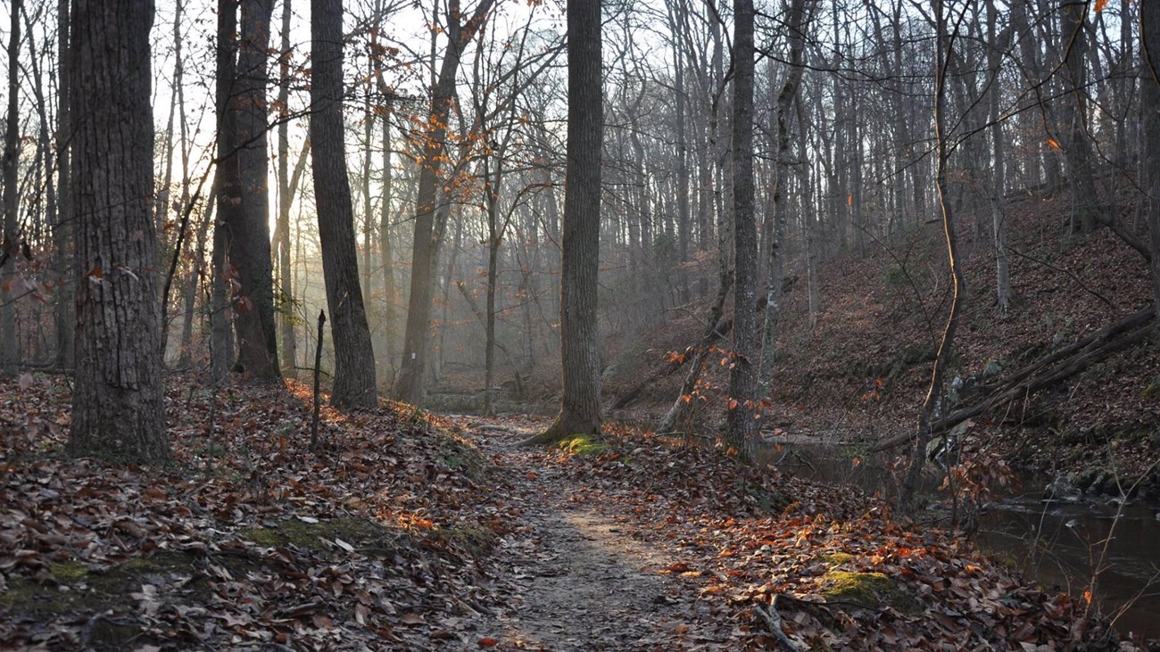 South Valley Trail parallels Quantico Creek in the morning in a winter forest