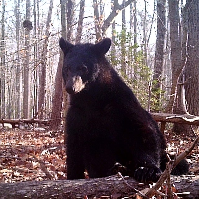Black bear sitting on a log among fallen leaves