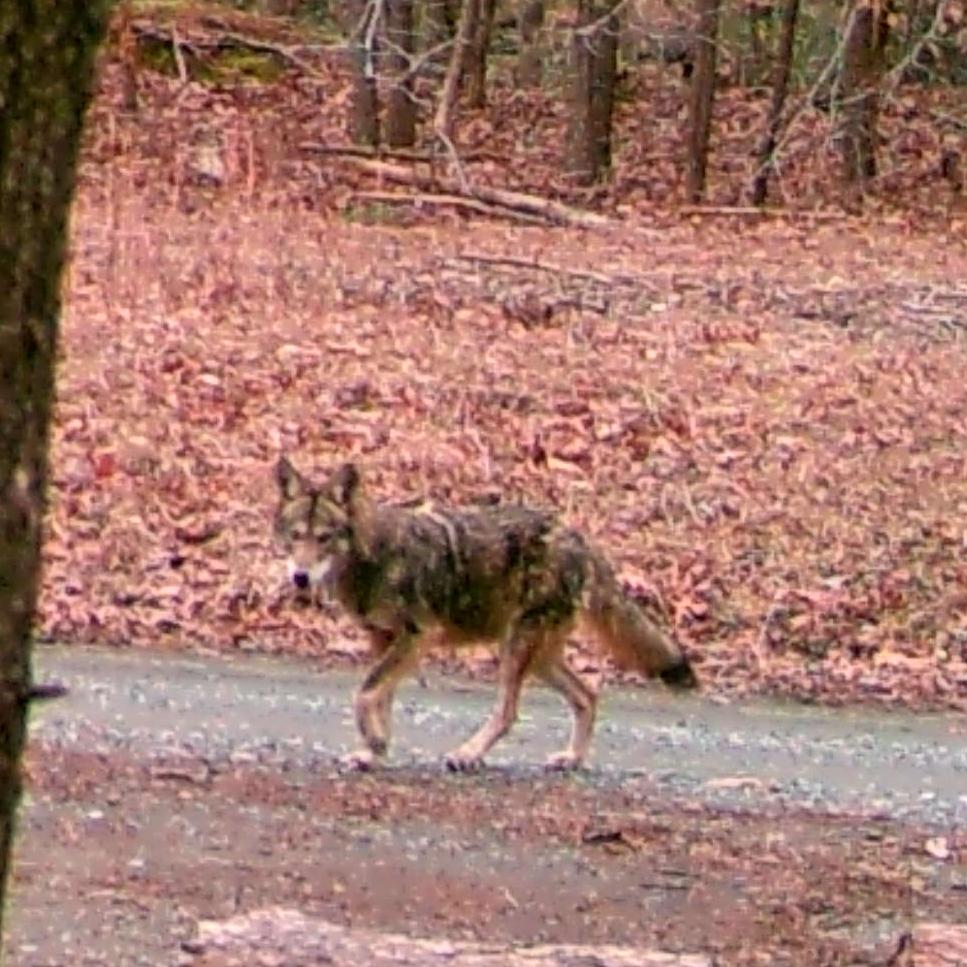 A coyote walks down a gravel road in a forest