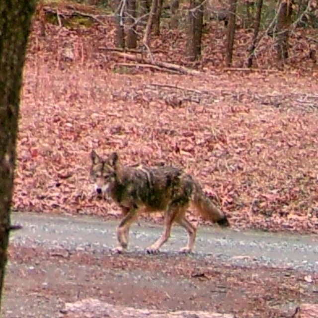 A coyote walks down a gravel road in a forest